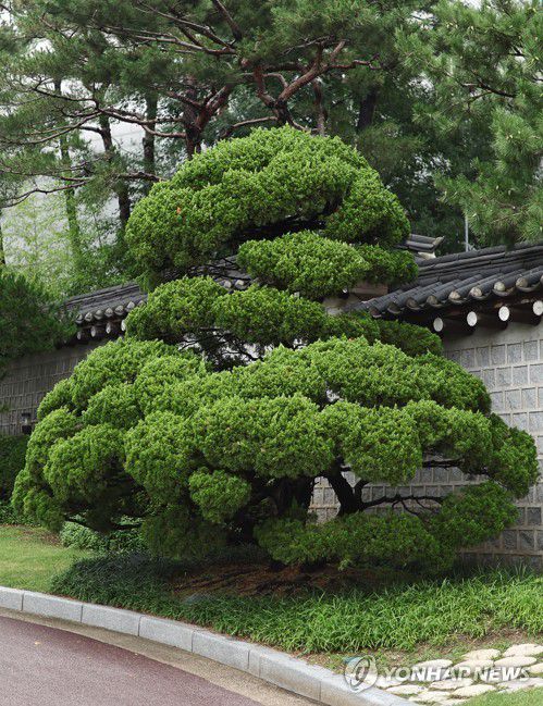 박정희 전 대통령 기념식수 ‘가이즈카 향나무’(서울=연합뉴스) 윤동진 기자 = 30일 오전 청와대에서 청와대 수목 탐방 해설 프로그램이 진행됐다. 사진은 박정희 전 대통령 기념식수인 가이스카 향나무. 2023.6.30 mon@yna.co.kr