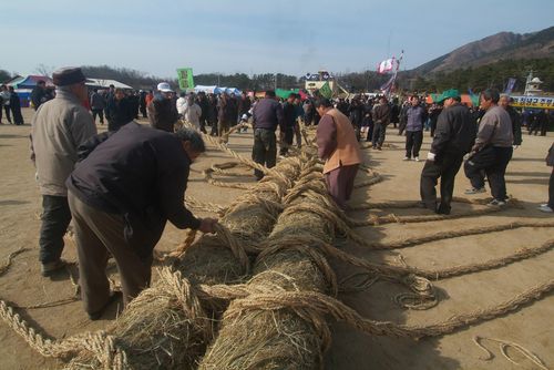 국가무형문화재 '영산줄다리기'[문화재청 국가문화유산포털 제공. 재판매 및 DB 금지]