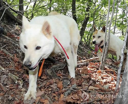 멧돼지 추적하는 사냥개[연합뉴스 자료사진]