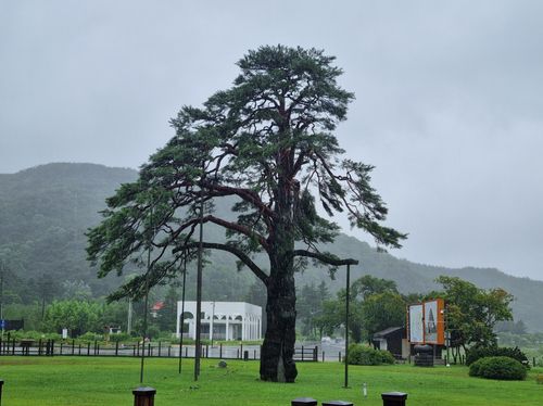 정이품송[보은군 제공. 재판매 및 DB금지]