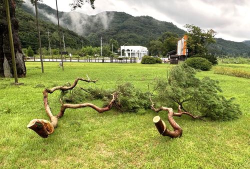 절단된 정이품송 가지들[보은군 제공. 재판매 및 DB금지]