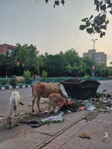 뉴델리 도로 쓰레기 집하장의 소들[촬영 유창엽] 2023.8.7