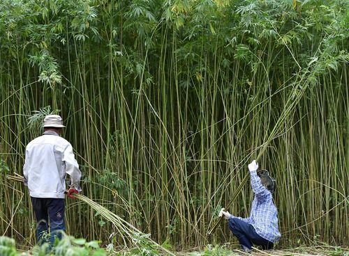 삼치기[정선군 제공.재판매 및 DB 금지]