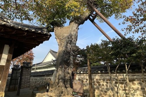 나주목사내아의 벼락맞은 팽나무 [나주시 제공]