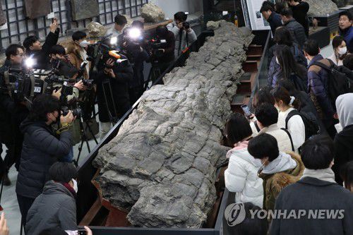 '포항 금광리 신생대 나무화석' 첫 공개올해 2월 열린 공개 행사 모습 [연합뉴스 자료사진]