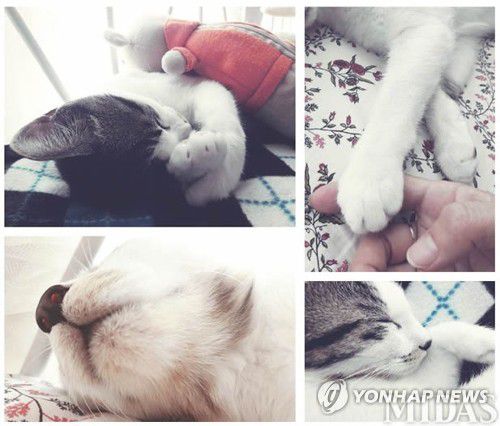 펫보험 반려동물[촬영 강윤경]