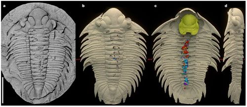 삼엽충 '보헤몰리차스 인콜라' 화석 내부 및 내용물보헤리차스 인콜라 화석 몰드(a), 화석의 등쪽(b), 배쪽(c), 왼쪽 측면(d) 스캔 모형. 외골격은 크림색, 입언저리는 금색, 소화관 내용물은 빨간색과 파란색으로 표시. [Petr Kraft et al./Nature 제공. 재판매 및 DB 금지]