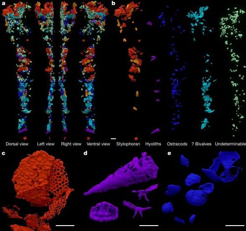 삼엽충 화석 내장에서 확인된 내용물 전체 소화관 내용물 스캔 모델(a)과 등쪽에서 본 소화관 내용물(b). 내장에서 확인된 극피동물과 원뿔형의 히올리스, 조개류 조각(c~e). 기준자 크기는 1㎜(a,b), 500㎛(c-e).[Petr Kraft et al./Nature 제공. 재판매 및 DB 금지]