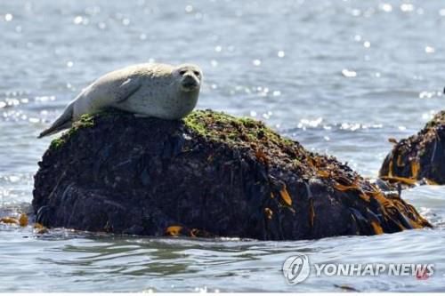점박이물범[인천시 제공. 재판매 및 DB 금지]