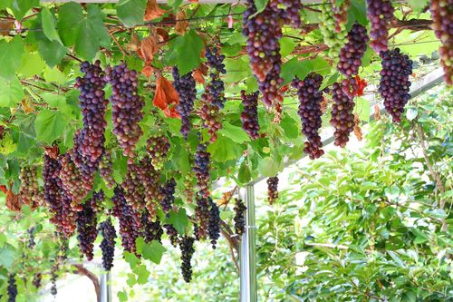 대로변의 포도 터널 [사진/조보희 기자]