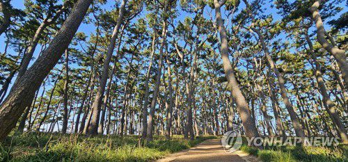 울산 대왕암공원 해송[촬영 김근주]