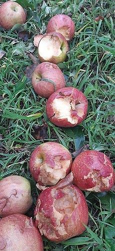 우박에 깨지고 파인 사과[제천시 제공. 재판매 및 DB 금지]