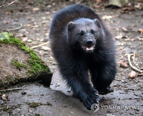 독일에서 서식하는 울버린[EPA 연합뉴스 자료사진. 재판매 및 DB 금지]