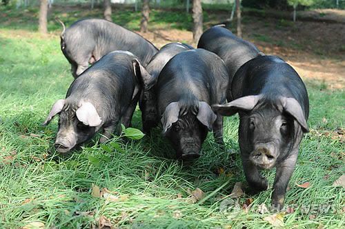제주흑돼지[연합뉴스 자료사진]