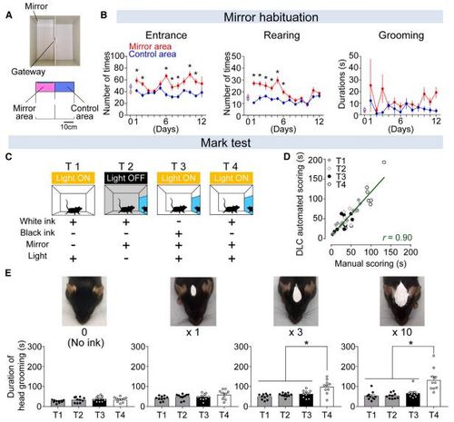 쥐 거울 테스트 실험 과정 및 결과연구팀은 검은 쥐의 이마에 흰색과 검은색 잉크를 다양한 크기(0.2㎠, 0.6㎠, 2㎠)로 바른 뒤 거울이 있는 영역과 거울이 없는 영역으로 나뉘어져 있는 통 속에 넣고 이들의 행동을 관찰했다. [Neuron/Jun Yokose et al. 제공. 재판매 및 DB 금지]