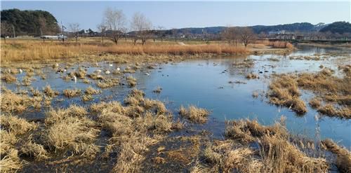 50여 마리의 큰고니가 찾은 경포천[촬영 유형재]