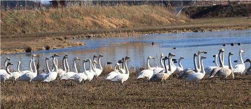 2016년 경포 저류지의 큰고니 모습[촬영 유형재·연합뉴스 자료사진]