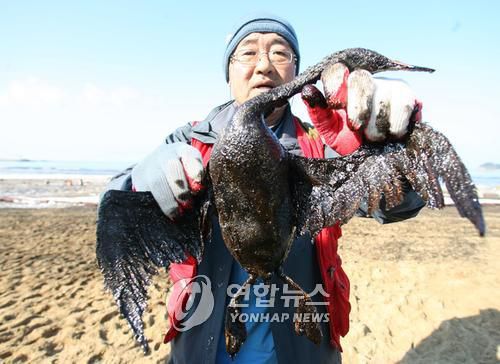 2007년 12월 기름에 뒤덮여 죽은 뿔논병아리[연합뉴스 자료사진]