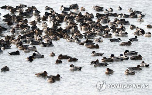 월동하는 겨울철새[연합뉴스 자료사진]