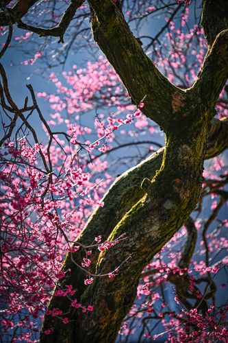 화엄사 홍매화[화엄사 제공. 재판매 및 DB 금지]