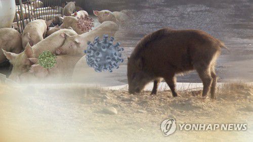 아프리카돼지열병 (CG) [연합뉴스TV 제공]