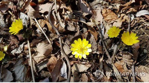 봄 부르는 복수초[지리산국립공원 경남사무소 제공]