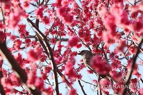 활짝 핀 홍매화[연합뉴스 자료사진]