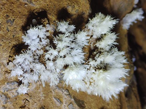 동굴에서 생성된 석화[문화재청 제공. 재판매 및 DB 금지]