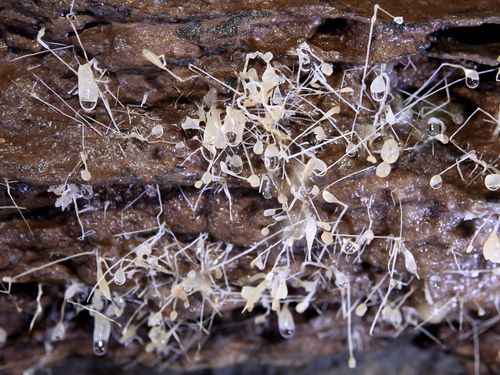 동굴에서 생성된 곡석[문화재청 제공. 재판매 및 DB 금지]