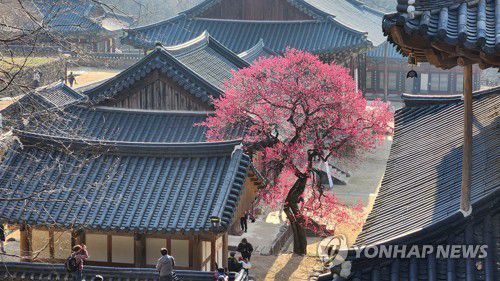 화엄사 홍매화[화엄사 제공. 재판매 및 DB 금지]