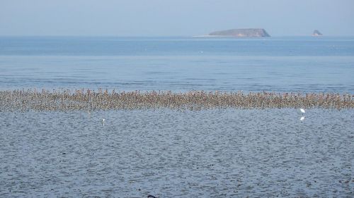 화성습지와 철새[화성환경운동연합 제공. 재판매 및 DB 금지]