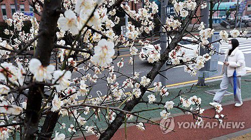 다가온 봄[연합뉴스 자료사진]