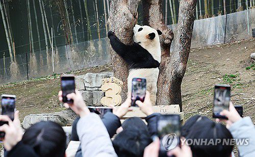 (용인=연합뉴스) 홍기원 기자 = 경기도 용인시 에버랜드를 찾은 시민들이 오는 4월 초 중국으로 옮겨지는 판다 푸바오 모습을 카메라에 담고 있다.      2024.2.25 xanadu@yna.co.kr