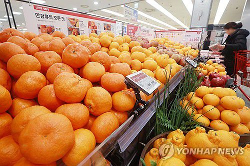 감귤이 금귤[연합뉴스 자료사진]