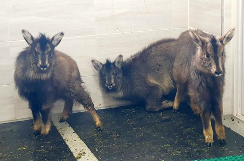 구조된 산양[양구군 제공. 재판매 및 DB 금지]