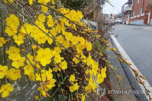 활짝 핀 영춘화(포항=연합뉴스) 손대성 기자 = 비가 내린 22일 오후 경북 포항시 남구 대이동 한 골목길에 노란색 영춘화가 활짝 피어 있다. 2024.2.22 sds123@yna.co.kr