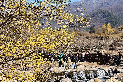 봄맞이 나선 시민들(구례=연합뉴스) 조남수 기자 = 춘분을 일주일 앞둔 13일 전남 구례군 산동면 반곡마을에서 봄나들이 나선 시민들이 노란 산수유꽃을 감상하며 산책하고 있다. 2024.3.13
