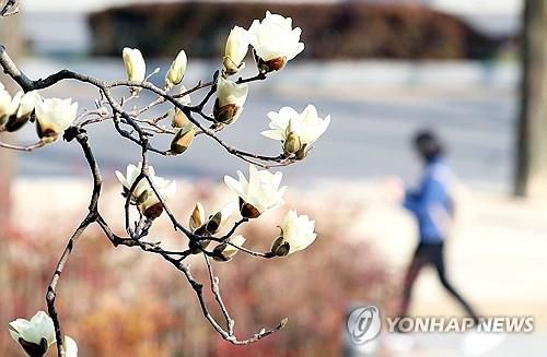 목련 핀 거리[연합뉴스 자료사진]