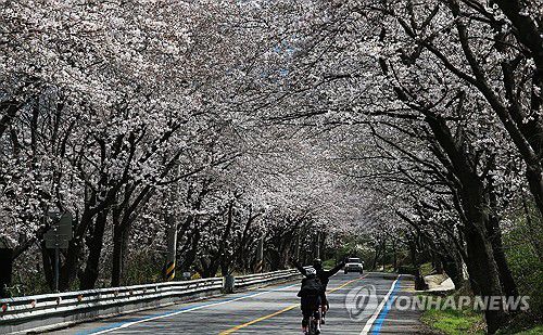 구례 벚꽃 터널에서 즐기는 라이딩(구례=연합뉴스) 27일 전남 구례군 간전면 지방도 861호선 도로에서 시민들이 자전거를 타며 벚꽃 터널을 즐기고 있다.2024.3.27 [구례군 제공. 재판매 및 DB 금지] areum@yna.co.kr