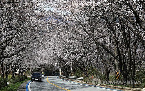 구례 섬진강 벚꽃 터널[구례군 제공. 재판매 및 DB 금지]