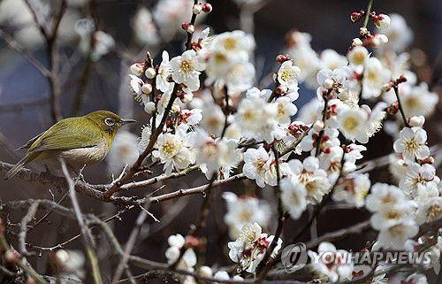동박새와 매화가 있는 '화조도'(강릉=연합뉴스) 유형재 기자 = 27일 강원 강릉시 교동의 주택가 매화나무에서 동박새가 꽃의 꿀을 찾고 있다. 2024.3.27 yoo21@yna.co.kr