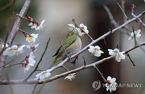 동박새의 달콤한 봄[연합뉴스 자료사진]