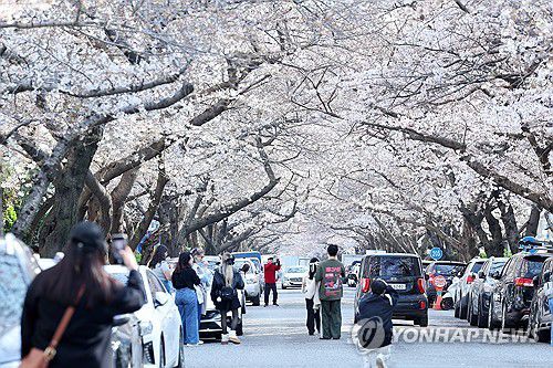 벚꽃 본격 개화(부산=연합뉴스) 손형주 기자 = 29일 오후 부산 수영구 남천동 남천삼익비치 아파트 단지 부근에 벚꽃이 활짝 펴 있다. 2024.3.29 handbrother@yna.co.kr