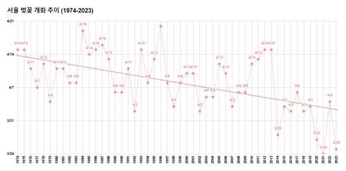 서울 벚꽃 개화일 추이. [그린피스 제공. 재판매 및 DB 금지]