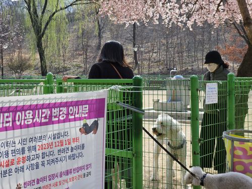 수내동 중앙공원에서 반려견과 산책 중인 시민들[촬영 이우성]