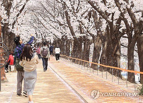 벚꽃 절정, 꽃비 속 산책(서울=연합뉴스) 류효림 기자 = 5일 오후 서울 영등포구 안양천 산책로에서 시민들이 산책을 하고 있다. 2024.4.5 ryousanta@yna.co.kr