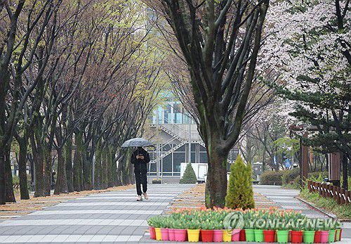 봄비 내리는 대전[연합뉴스 자료사진]