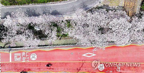 벚꽃 만개(담양=연합뉴스) 정다움 기자 = 5일 오후 전남 담양군 월산면사무소에 마련된 사전투표소 앞에 벚꽃이 만개해 있다. 2024.4.5 daum@yna.co.kr