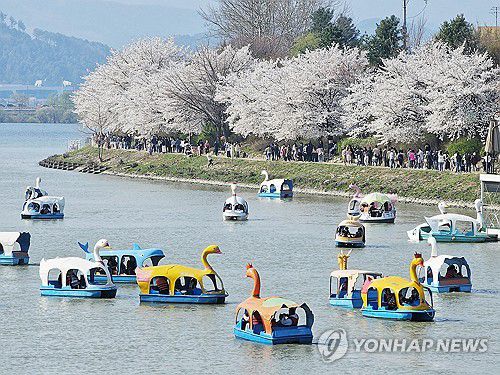 또다시 꽃 피는 봄이 오리니(춘천=연합뉴스) 양지웅 기자 = 전국 곳곳에 봄기운이 가득한 7일 강원 춘천시 의암호 일원이 만발한 벚꽃을 즐기는 시민들과 오리배로 붐비고 있다. 2024.4.7 yangdoo@yna.co.kr