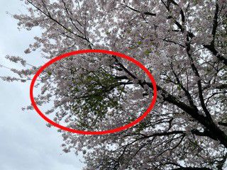 벚나무 빗자루병 감염 목(원 안)[국립산림과학원 난대·아열대산림연구소 제공.재판매 및 DB 금지]